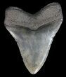 Megalodon Tooth - South Carolina #44552-2